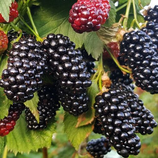 GERVUOGĖ BESPYGLĖ 'GLORIA'